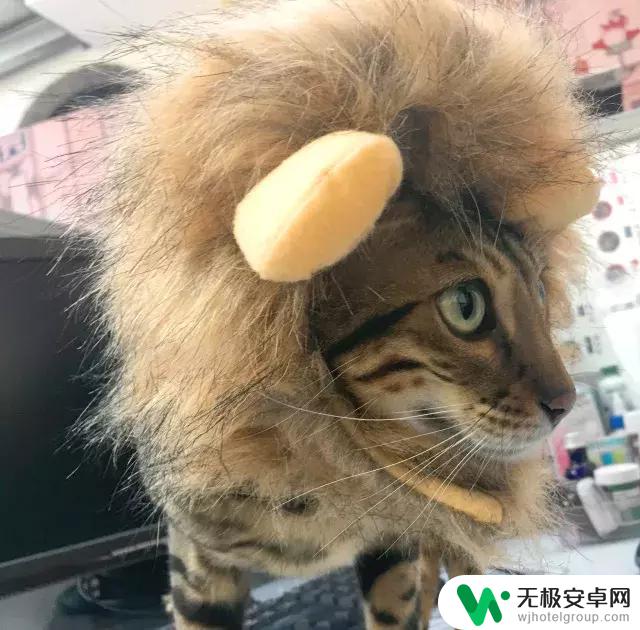 抖音猫咪狮子帽——萌翻全场的时尚利器！