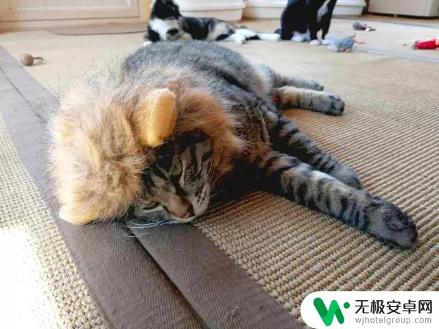 抖音猫咪狮子帽——萌翻全场的时尚利器！