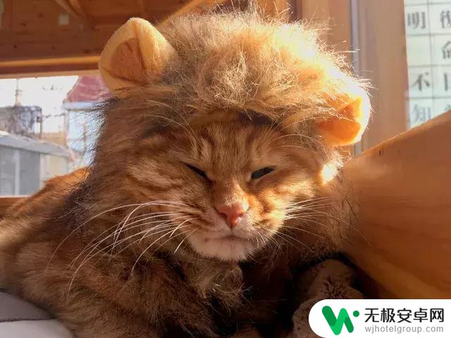 抖音猫咪狮子帽——萌翻全场的时尚利器！