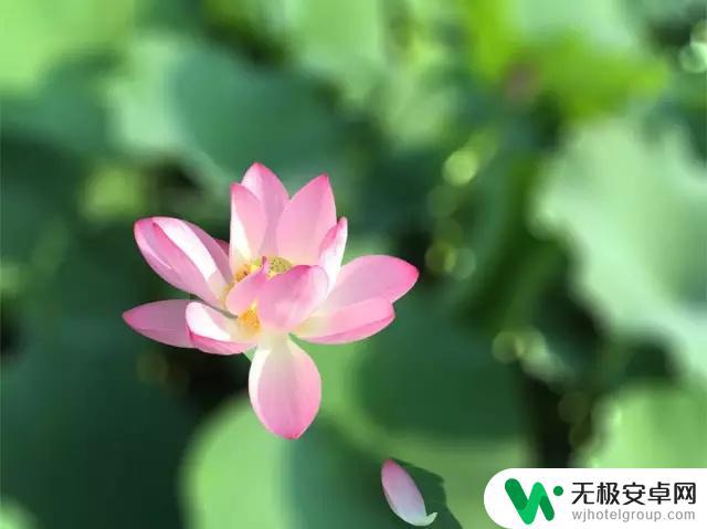 手机怎么景深拍摄 如何通过调整光圈获取手机浅景深效果