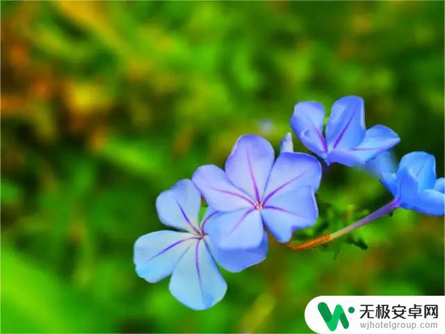 手机怎么景深拍摄 如何通过调整光圈获取手机浅景深效果