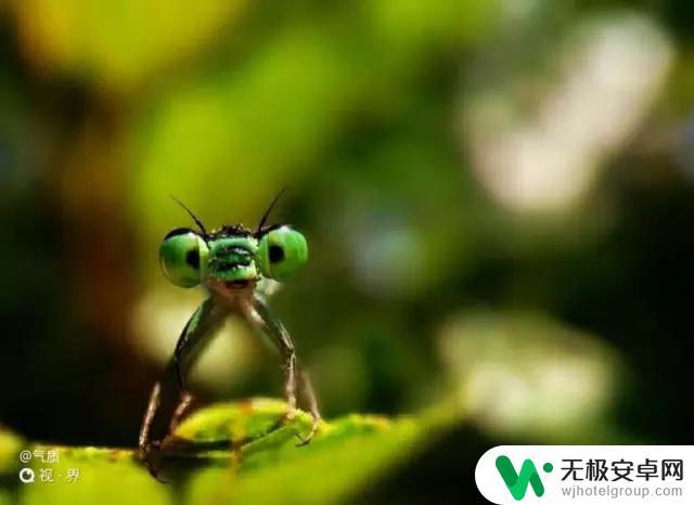 手机怎么景深拍摄 如何通过调整光圈获取手机浅景深效果