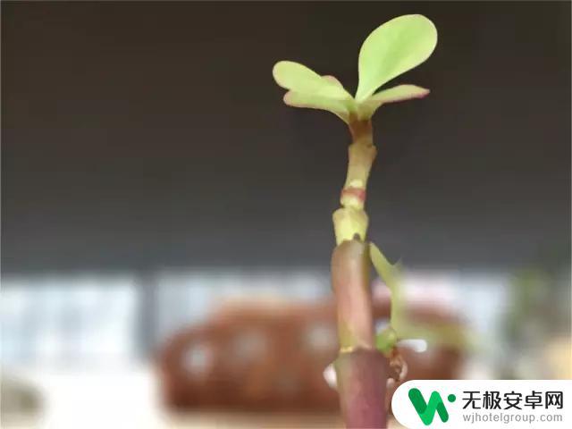 手机怎么景深拍摄 如何通过调整光圈获取手机浅景深效果