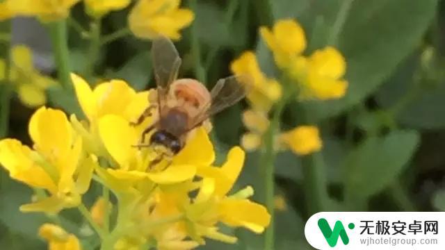 手机怎么景深拍摄 如何通过调整光圈获取手机浅景深效果