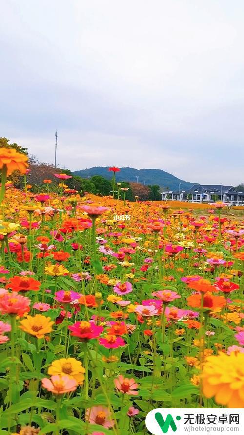 公园花海抖音说说(公园花海抖音说说搞笑)