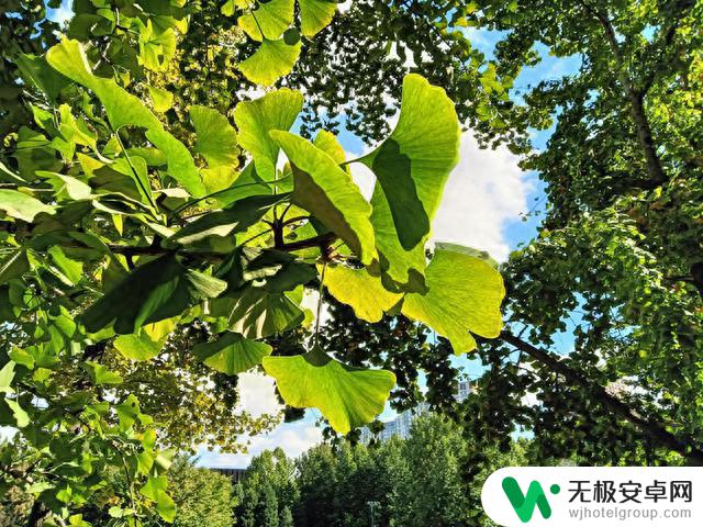 具备越级体验的优选入门手机 OPPO A2x评测