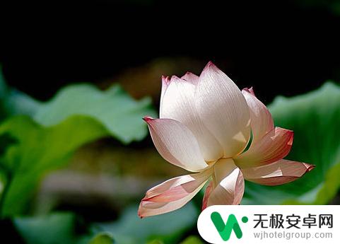 手机如何把图片变浅颜色 图片怎么淡化颜色
